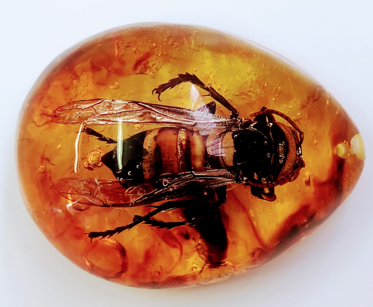 A large hornet in Burmese amber from the Hukawng Valley in northern Myanmar