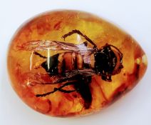 A large hornet in Burmese amber from the Hukawng Valley in northern Myanmar