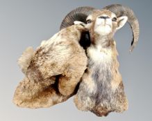 A taxidermy Mouflon head together with a pelt (2)