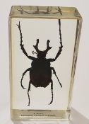 A Horned flower chafer beetle in resin block.