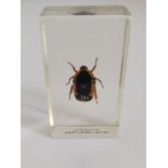 A fruit chafer beetle from Cameroon in resin block.