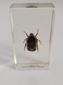 A fruit chafer beetle from Cameroon in resin block.