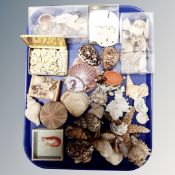 A tray containing a collection of sea shells.