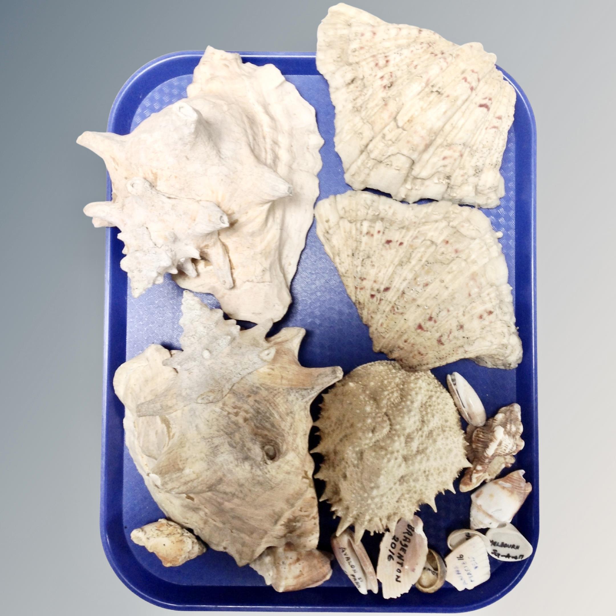 A tray containing a collection of sea shells.