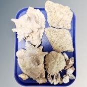 A tray containing a collection of sea shells.