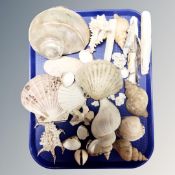 A tray containing a collection of sea shells.