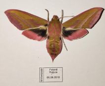 An elephant hawk moth in box frame from Poland.