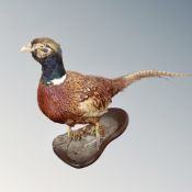 A taxidermy figure of a pheasant on plinth.
