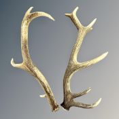 A pair of antlers.