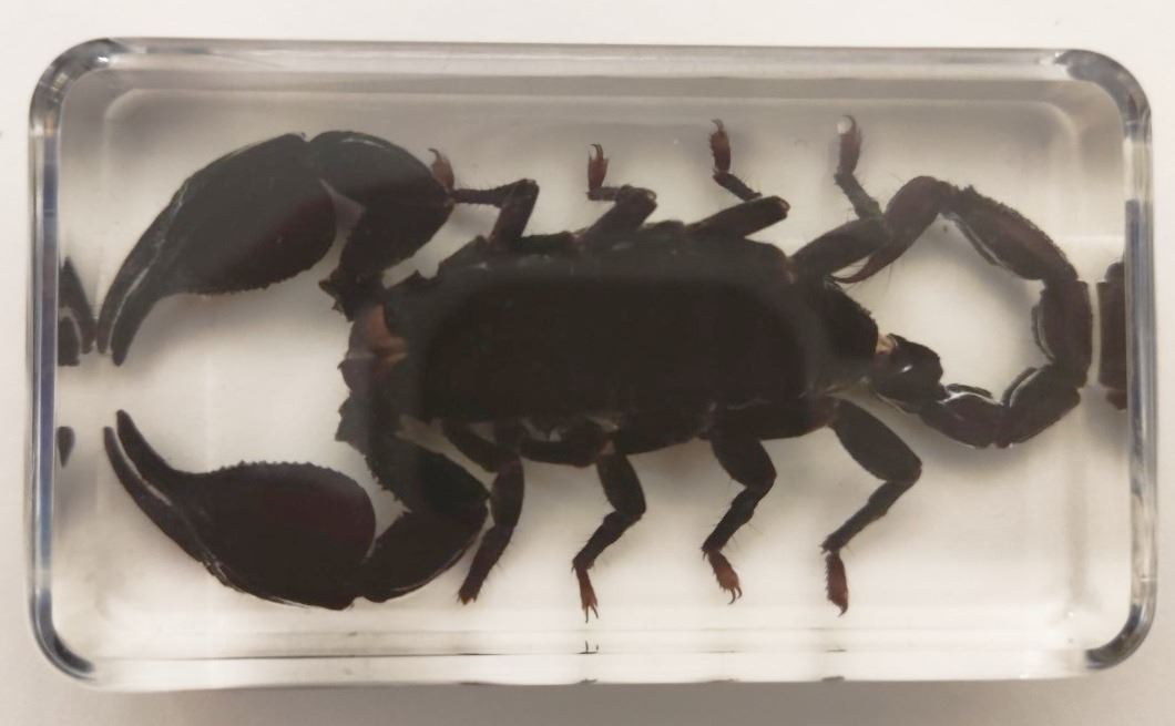 A boxed Asian black scorpion in resin block.