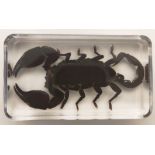A boxed Asian black scorpion in resin block.