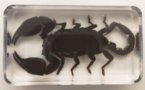 A boxed Asian black scorpion in resin block.