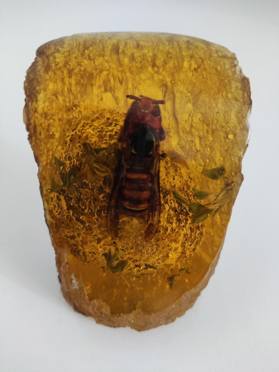 A hornet in resin block.