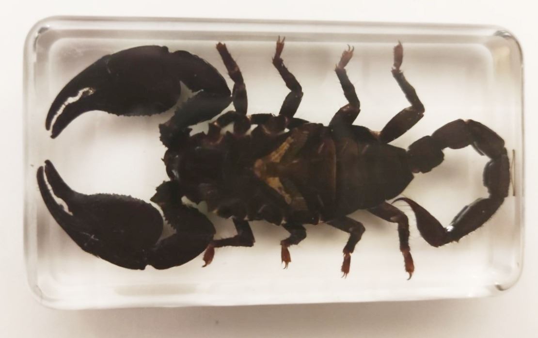 A boxed Asian black scorpion in resin block. - Image 2 of 2