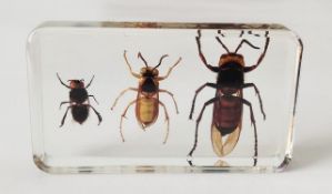 Honey bee, Black shield wasp, Tiger hornet (boxed and in perspex block),