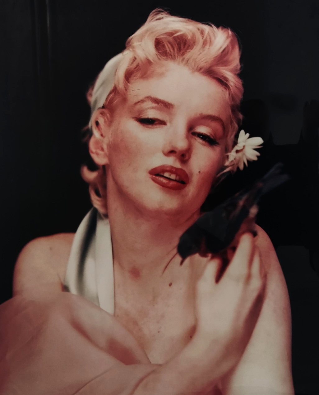 Photographer Cecil Beaton - Marilyn Monroe from the bird sitting 1956. Later print.