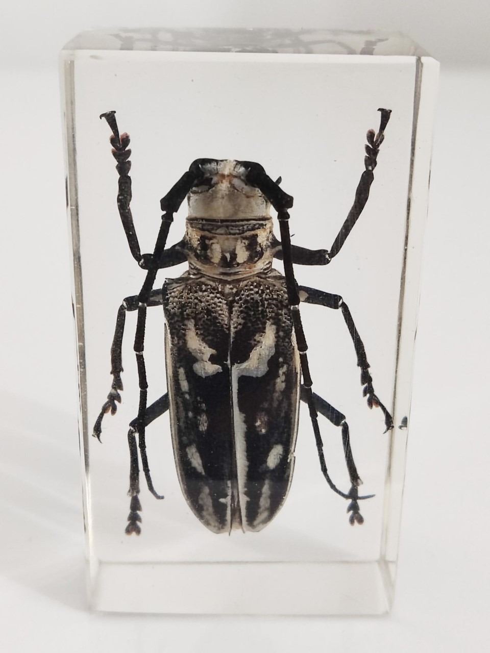 Freadelpha Polyspila beetle in resin block. Obtained from the Democratic Republic of the Congo. 2.