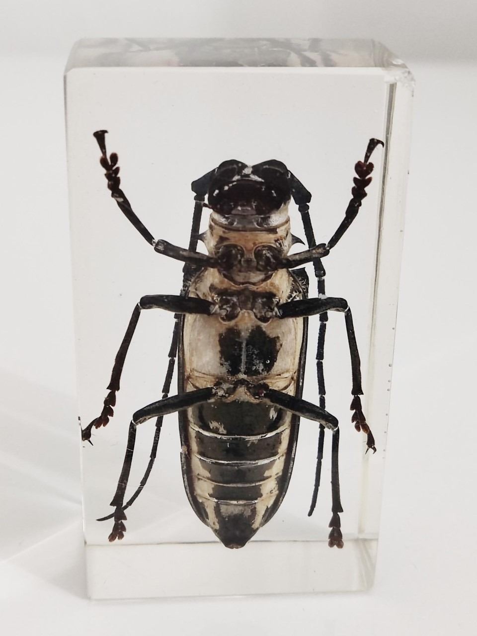 Freadelpha Polyspila beetle in resin block. Obtained from the Democratic Republic of the Congo. 2. - Image 2 of 2