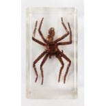 Huntsman spider from Australia in resin block