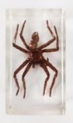 Huntsman spider from Australia in resin block