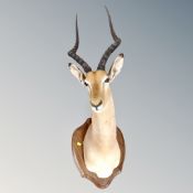 A taxidermy impala head mounted on shield
