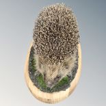 A taxidermy hedgehog mounted on oval plinth