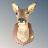 A taxidermy roe deer's head mounted on shield
