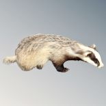 A taxidermy badger,