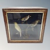 A Victorian taxidermy group of three birds perched on branch in glazed display case,