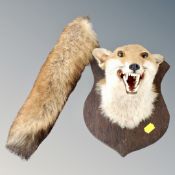 A taxidermy fox head mounted on shield together with a fox tail