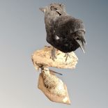 A taxidermy Raven mounted on log together with a woodcock mounted on shield (2)