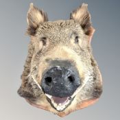 A taxidermy European boar's head, mounted on shield, 60cm from the wall,