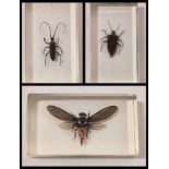 Collection of insects in resin blocks.