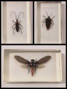 Collection of insects in resin blocks.