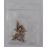 A bag containing 12 shark teeth from Morocco.