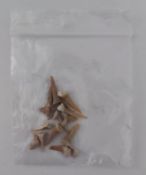 A bag containing 12 shark teeth from Morocco.