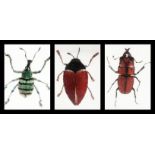 A collection of insects in resin blocks. - Ampedus ( 2 inches in length), Weevil (1.