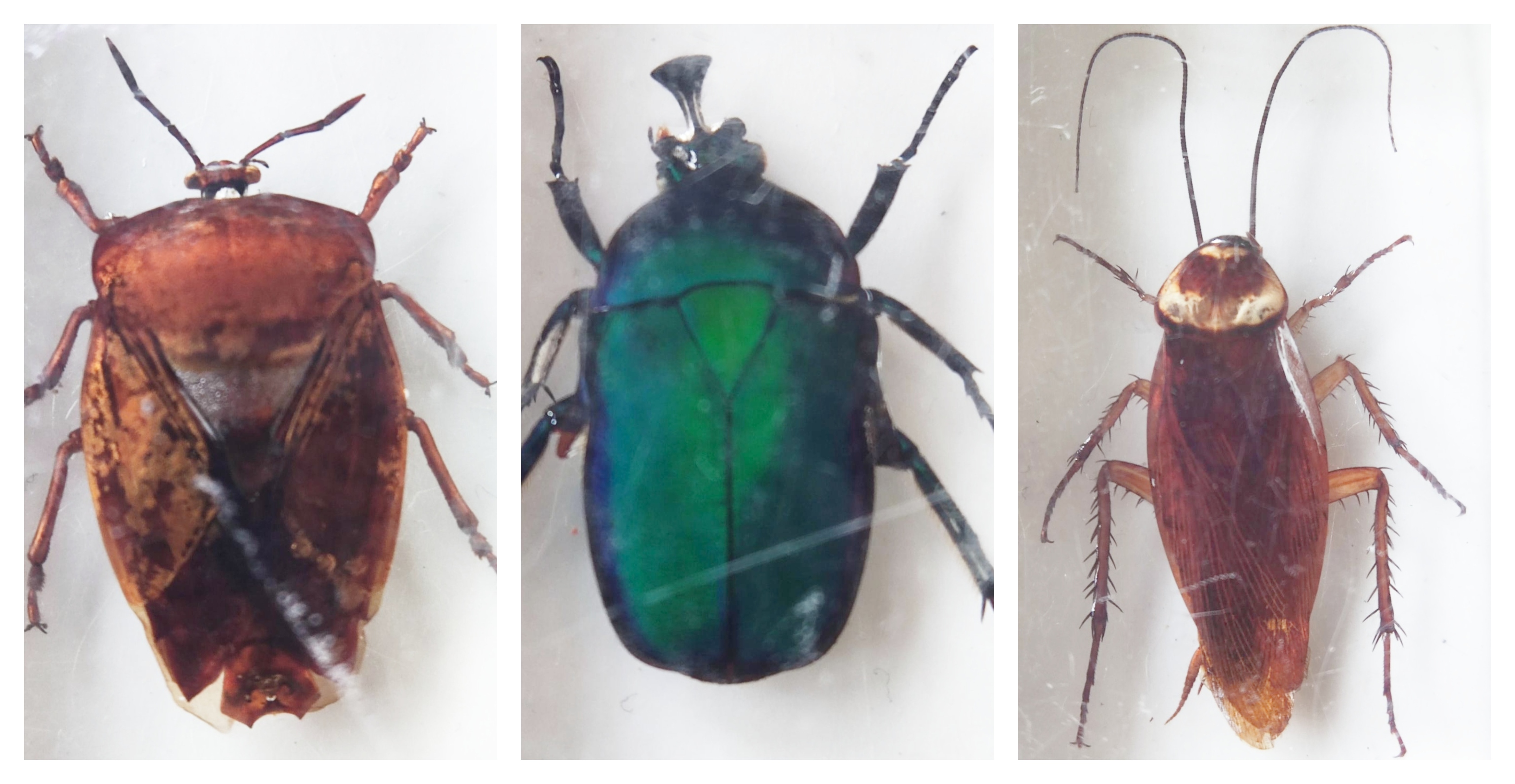 Collection of insects in resin blocks - Giant shield bug, American Cockroach,