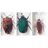 Collection of insects in resin blocks - Giant shield bug, American Cockroach,