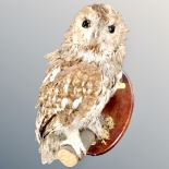 A taxidermy owl on branch