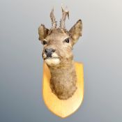 A taxidermy roe deer head on shield together with deer skin rug