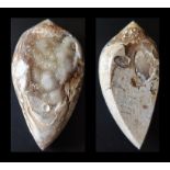 Unusual natural snail fossil in a druzy agate crystal. 21mm 16mm.