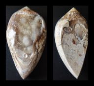 Unusual natural snail fossil in a druzy agate crystal. 21mm 16mm.