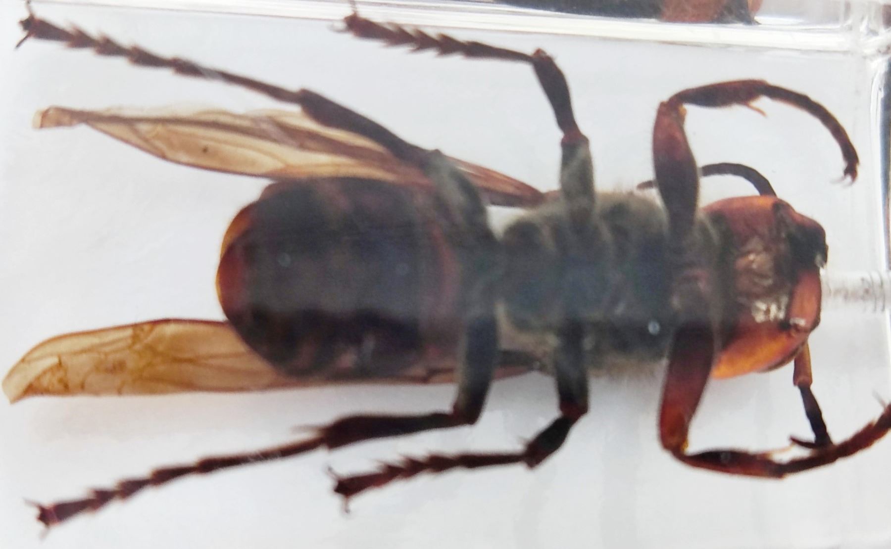 Murder Asian hornet in resin block - Image 2 of 2