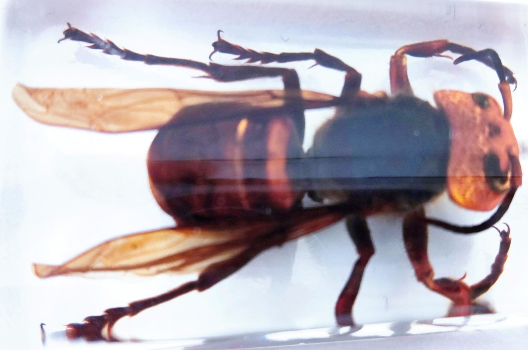 Murder Asian hornet in resin block