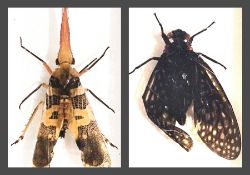 A collection of butterflies and insects to include Charaxes distanti, Paliio Maacki, Orange Oakleaf,