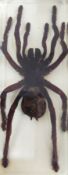 A tarantula spider in resin block