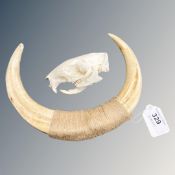 A pair of European boar tusks and a skull from a bush tailed porcupine Atherus Africanus