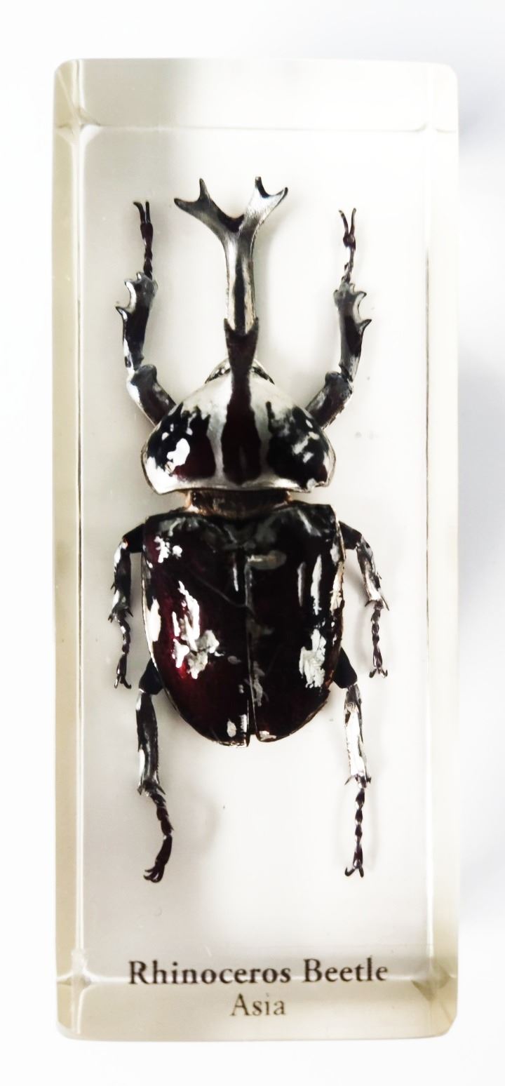 A rhinoceros beetle in resin block, from Asia, measures 3.75" in length.