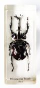 A rhinoceros beetle in resin block, from Asia, measures 3.75" in length.